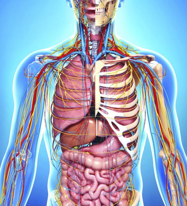 Human Anatomy & Physiology & Medical Coding Course by Dr. Safiya Safana