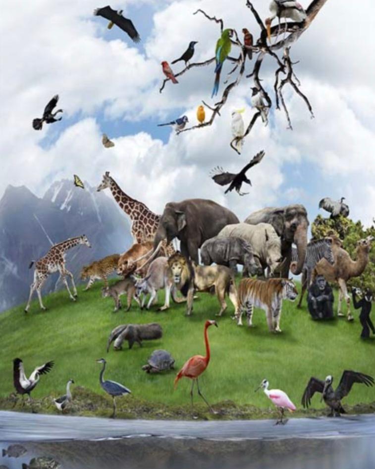 Zoology Course by Raimi