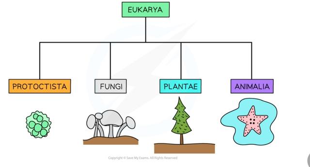 6 to 12 grade Science and Biology - Shallvi Thakur