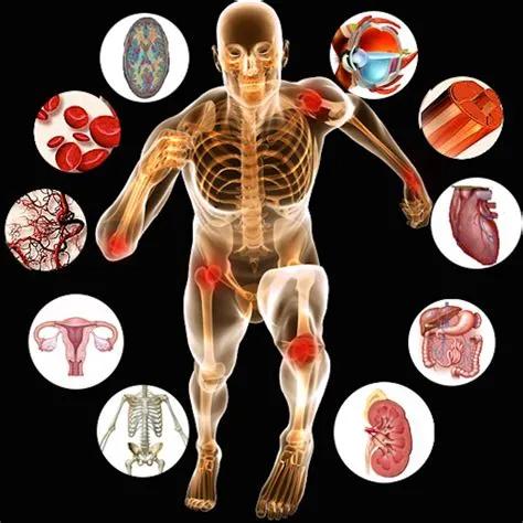 Human Anatomy and Physiology Course by Ananthi D