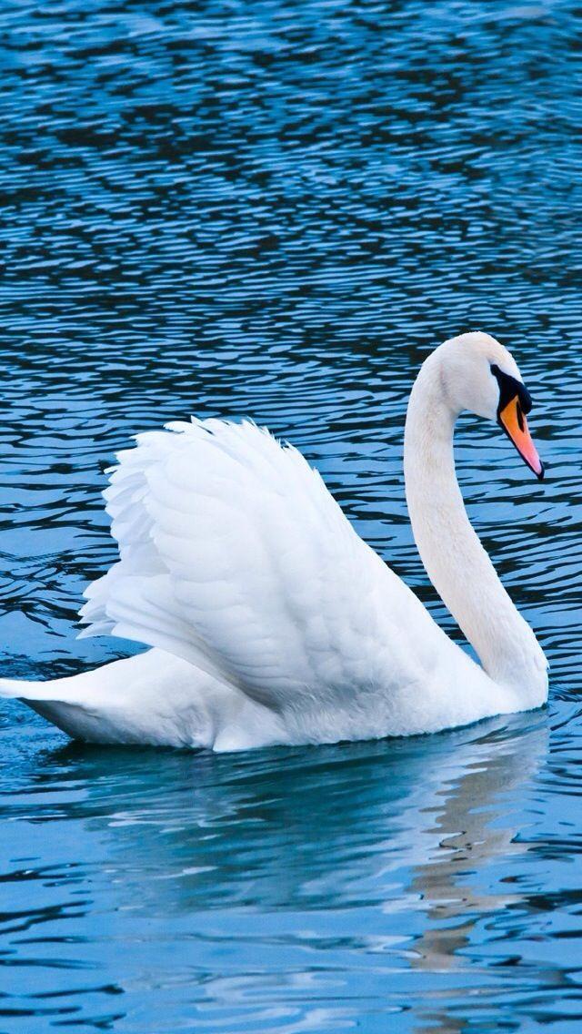 Storytelling for Kids by Veronica