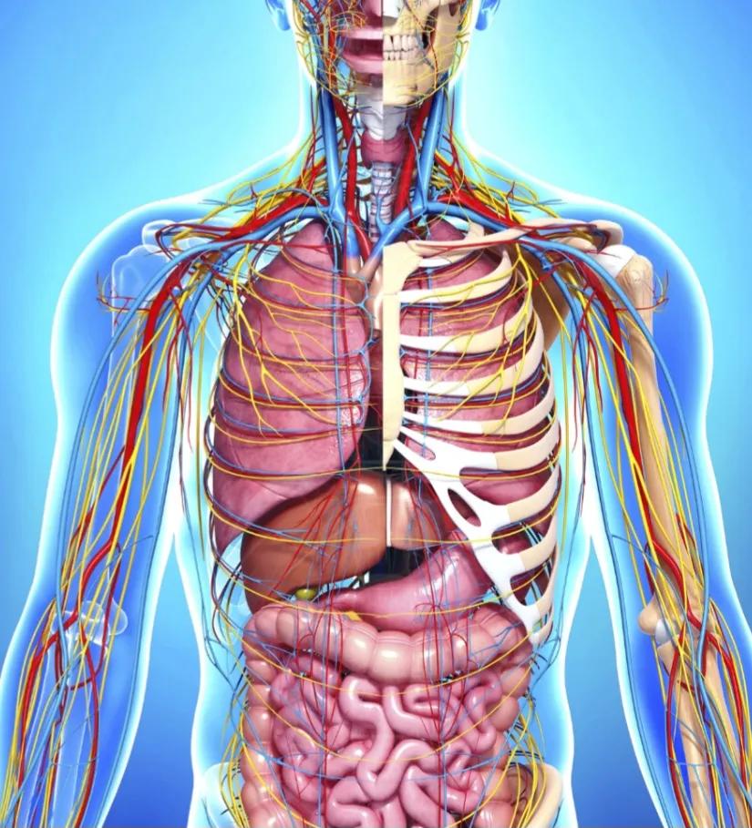Human Anatomy & Physiology & Medical Coding Course by Dr. Safiya Safana