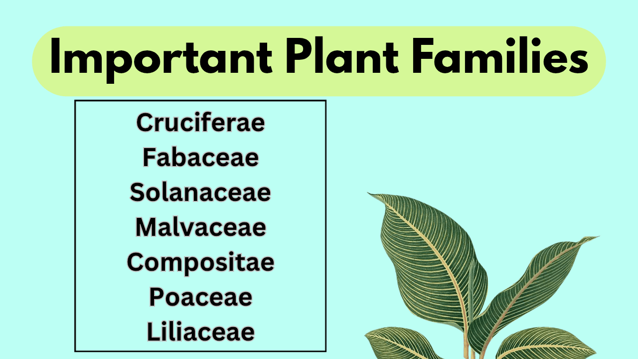 CBSE Class 12 Biology Coaching by Shadab Hussain