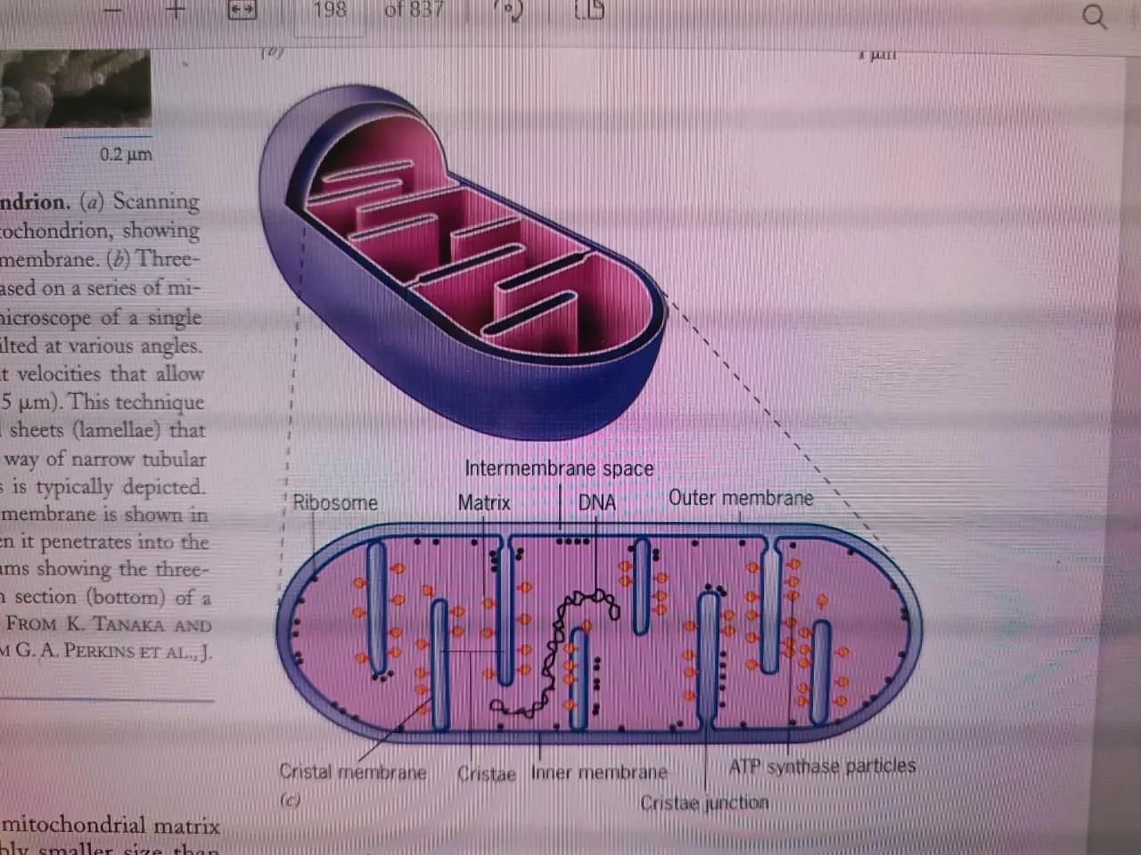 Biology zoology
